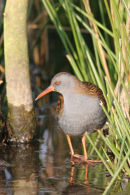 07-6201 Water Rail (Rallus aquaticus) North East England